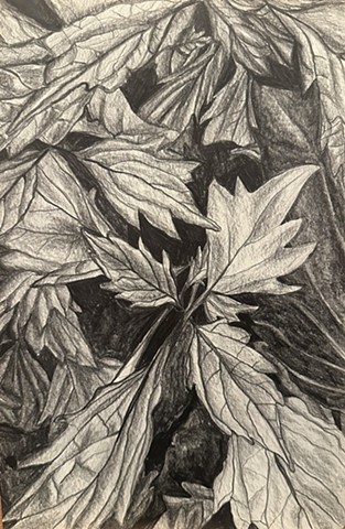 Unititled, Graphite on paper, 2024