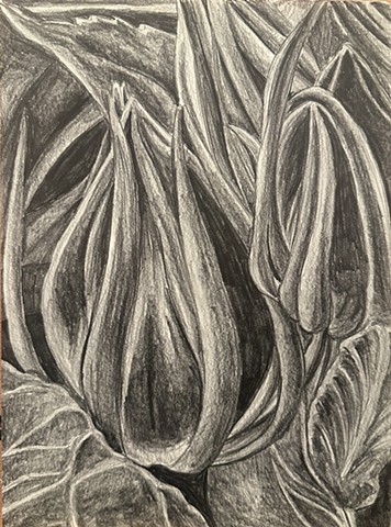 Unititled, Graphite on paper, 2024