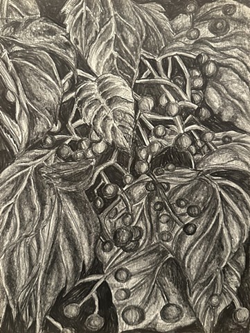 Unititled, Graphite on paper, 2024