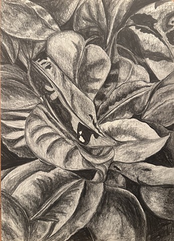 Unititled, Graphite on paper, 2024