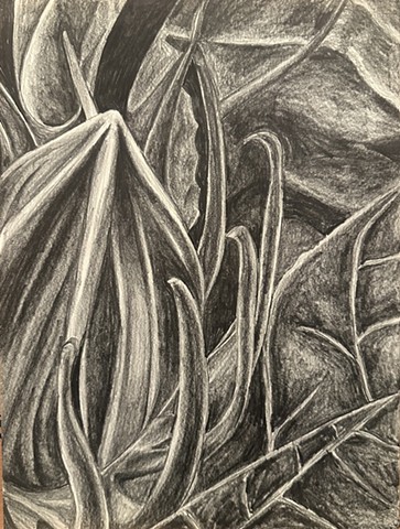 Unititled, Graphite on paper, 2024