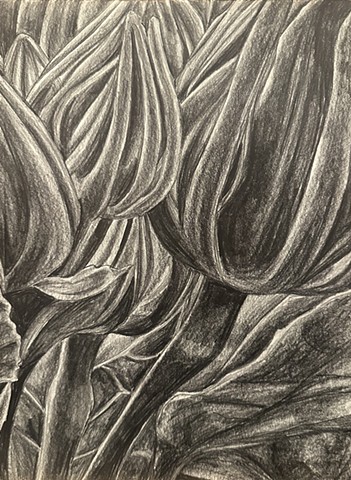 Unititled, Graphite on paper, 2024