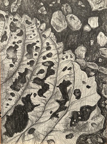 Unititled, Graphite on paper, 2024