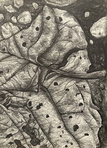 Unititled, Graphite on paper, 2024