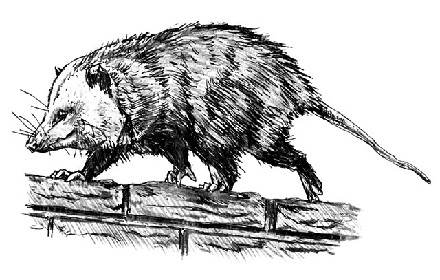 OPOSSUM