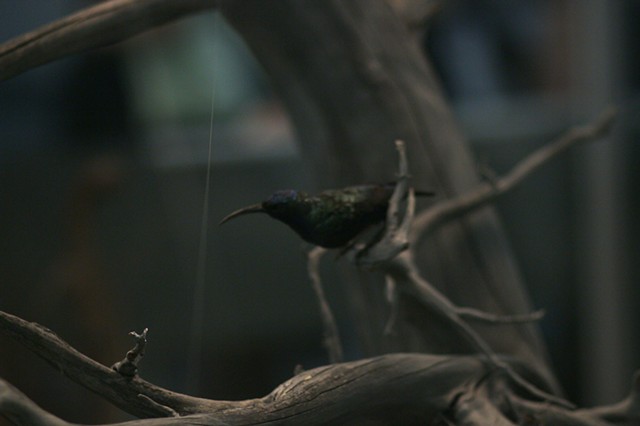 Black Throated Hummingbird