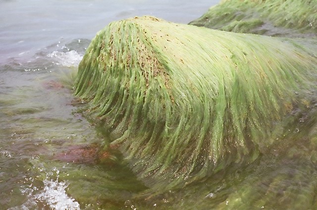 Seaweed studies