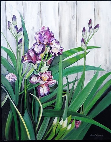 Purple Iris
