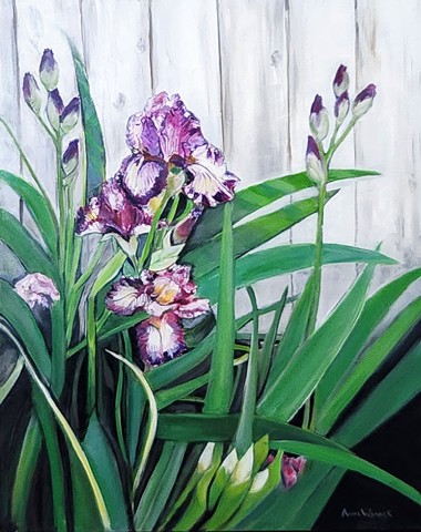 Purple Iris
