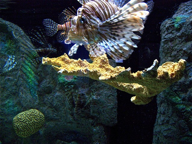 Mote Marine Aquarium, Sarasota, FL