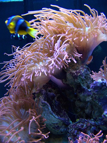 Mote Marine Aquarium, Sarasota, FL