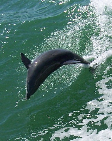 Dolphin, FL Keys