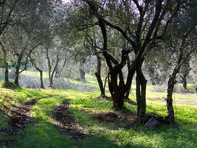 Olive Grove, Tuscany, Italy, 2006. Carol Procter photographs.