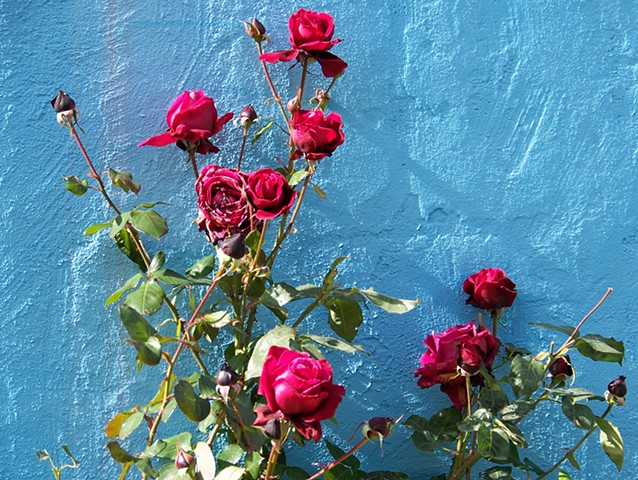 Roses On Blue, Patagonia 2008, Carol Procter photographs. 