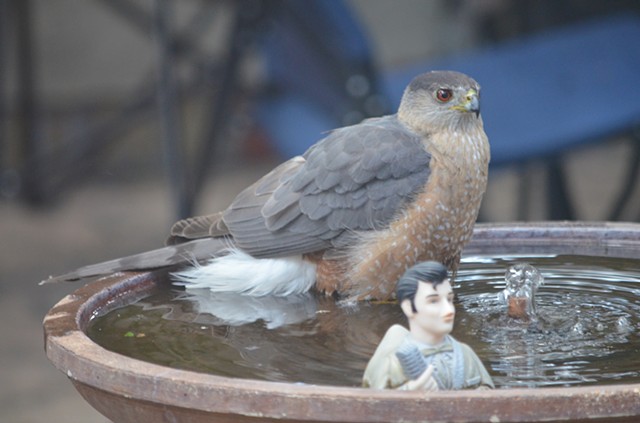 Coopers Hawk meets Elvis Duck