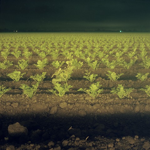 Celery in the glow of the greenhouses