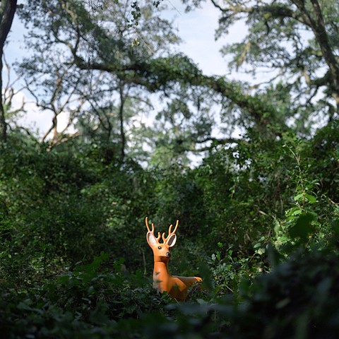 White-Tailed Deer, Apalachicola National Forest