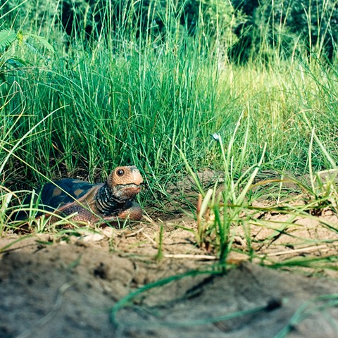 Gopher Tortoise, Anastasia State Park