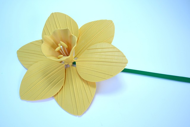 Daffodil. 
