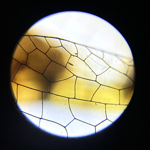 Eastern Amberwing, at 40x magnification