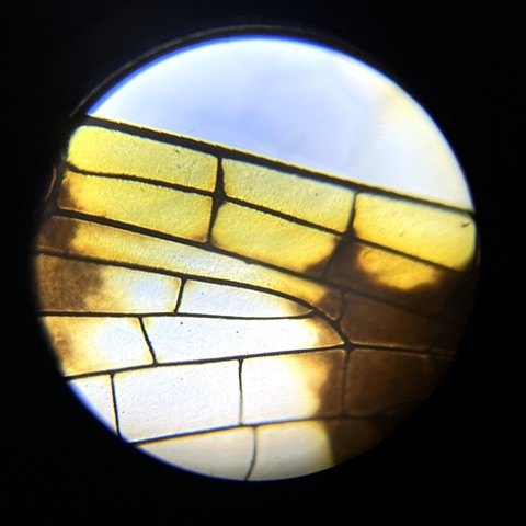 Eastern Amberwing, at 40x magnification