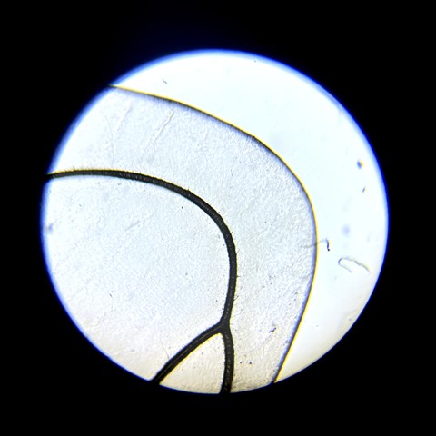 Cicada Wing, at 40x magnification