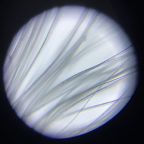Milkweed fiber