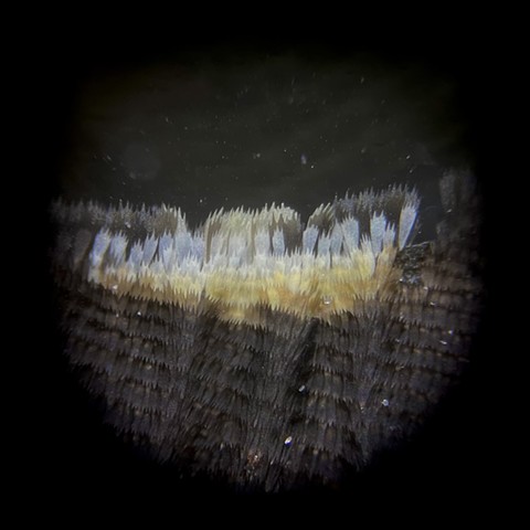 Butterfly wing