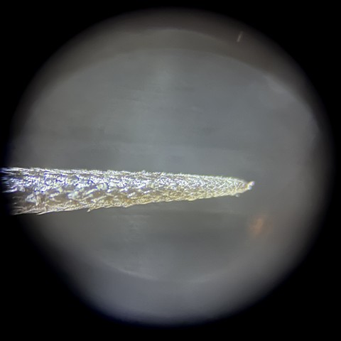 Porcupine quill at 80x magnification