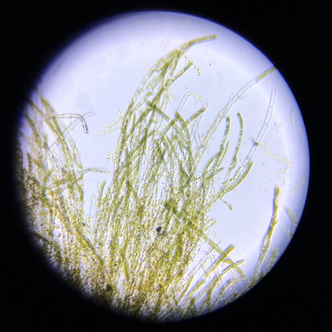 Algae from Lake Michigan, northern Michigan at 80x magnification