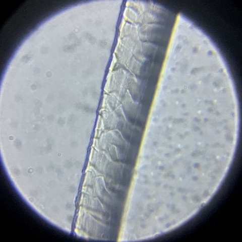 Sheep's wool fiber at 800x magnification