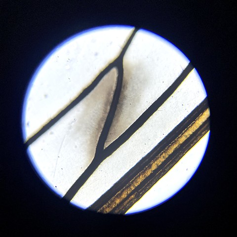 Cicada Wing, at 40x magnification