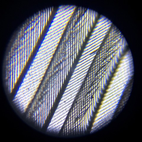 Woodpecker feather at 200x magnification