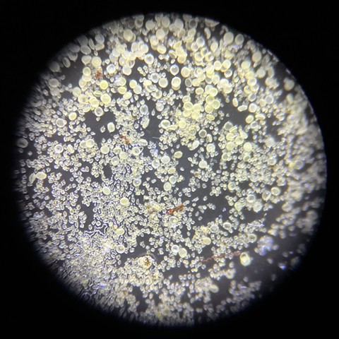 Pollen from northern Michigan, early summer, at 80x magnification