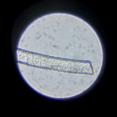 Sheep's wool at 200x magnification