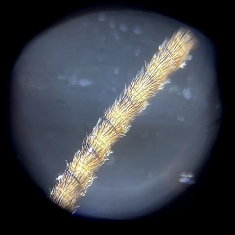 Moth antenna at 80x magnification