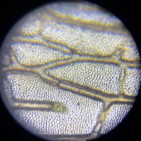 Grasshopper wing at 200x magnification
