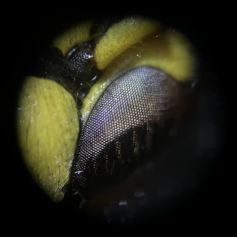 Wasp eye at 80x magnification
