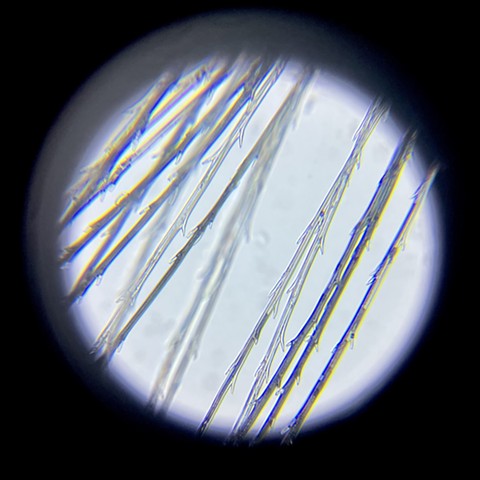 Dandelion fiber in glycerol at 200x magnification