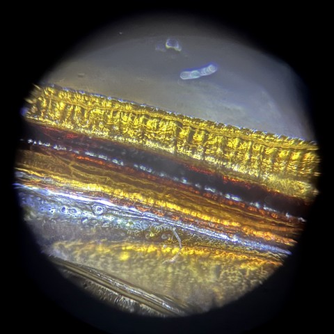 May beetle wing in glycerol at 80x magnification