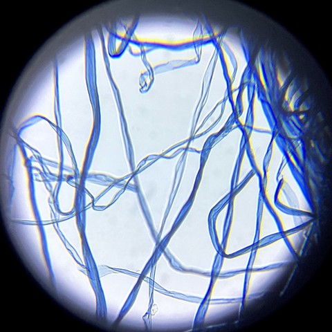 Cotton fiber in glycerol at 200x magnification