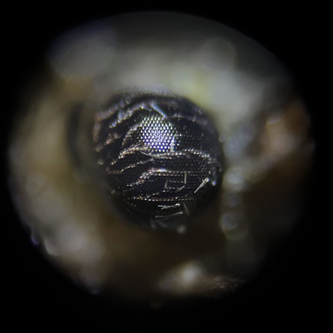 Moth eye at 80x magnification