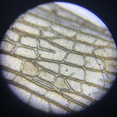Grasshopper wing at 80x magnification 