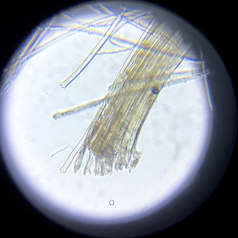 Linen in glycerol at 200x magnification