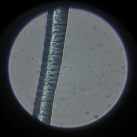 Sheep's wool fiber in methylene blue at 800x magnification