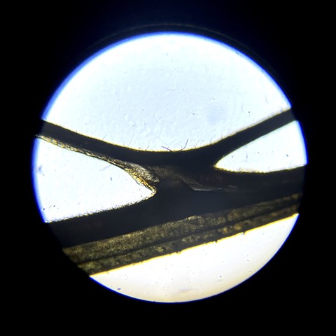 Cicada Wing, at 40x magnification