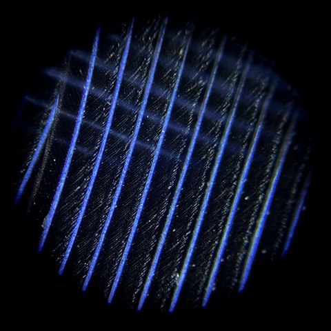 Blue Jay feather at 80x magnification