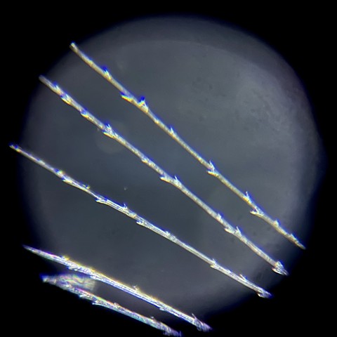 Dandelion fiber in glycerol, light from above, at 200x magnification