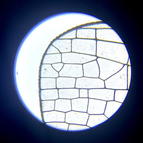 Dragonfly Wing, at 40x magnification