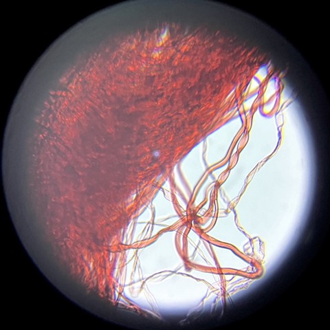 Acrylic fiber in glycerol at 200x magnification